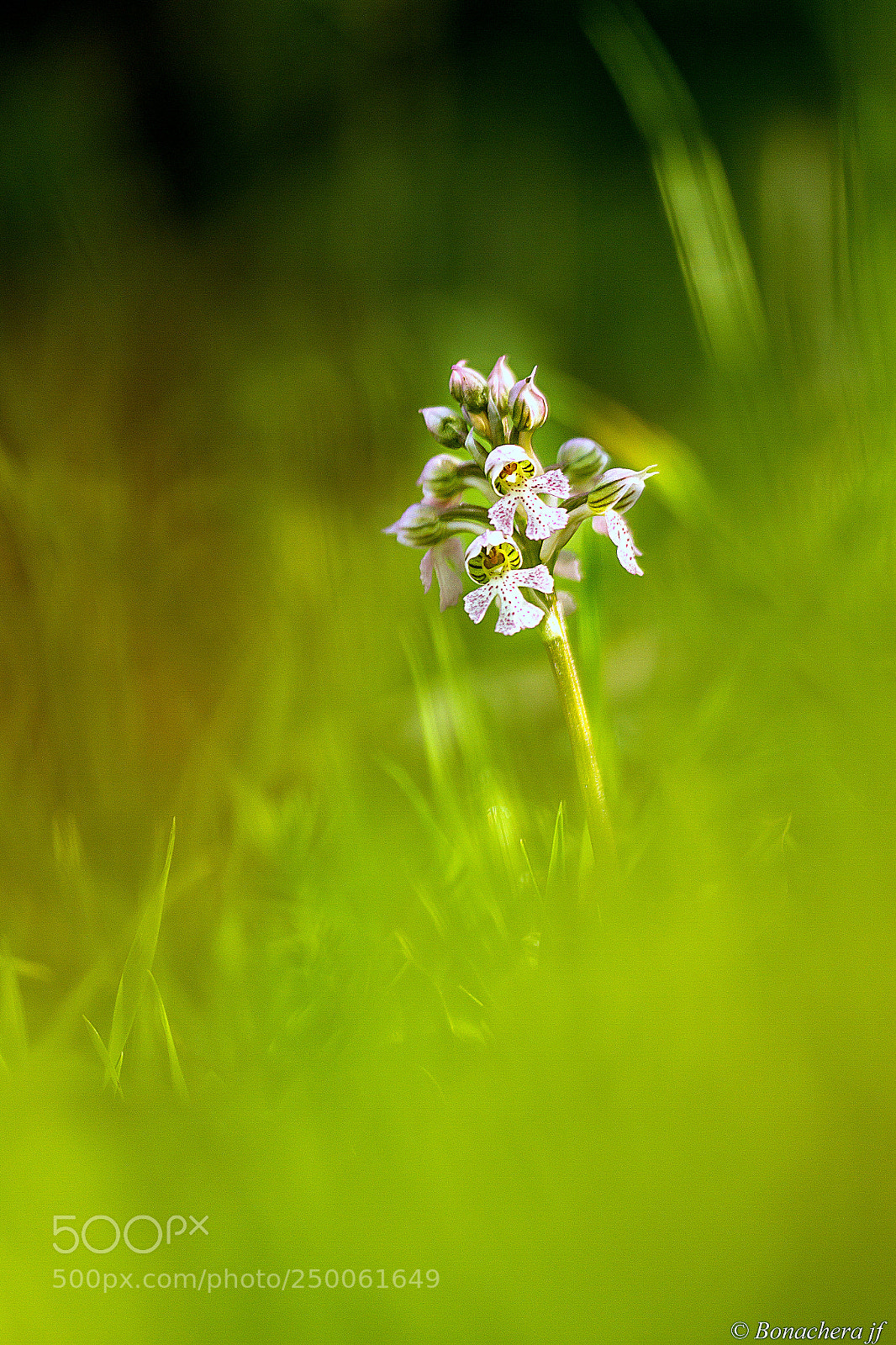 Canon EOS 7D sample photo. L'orchis br l neotinea photography