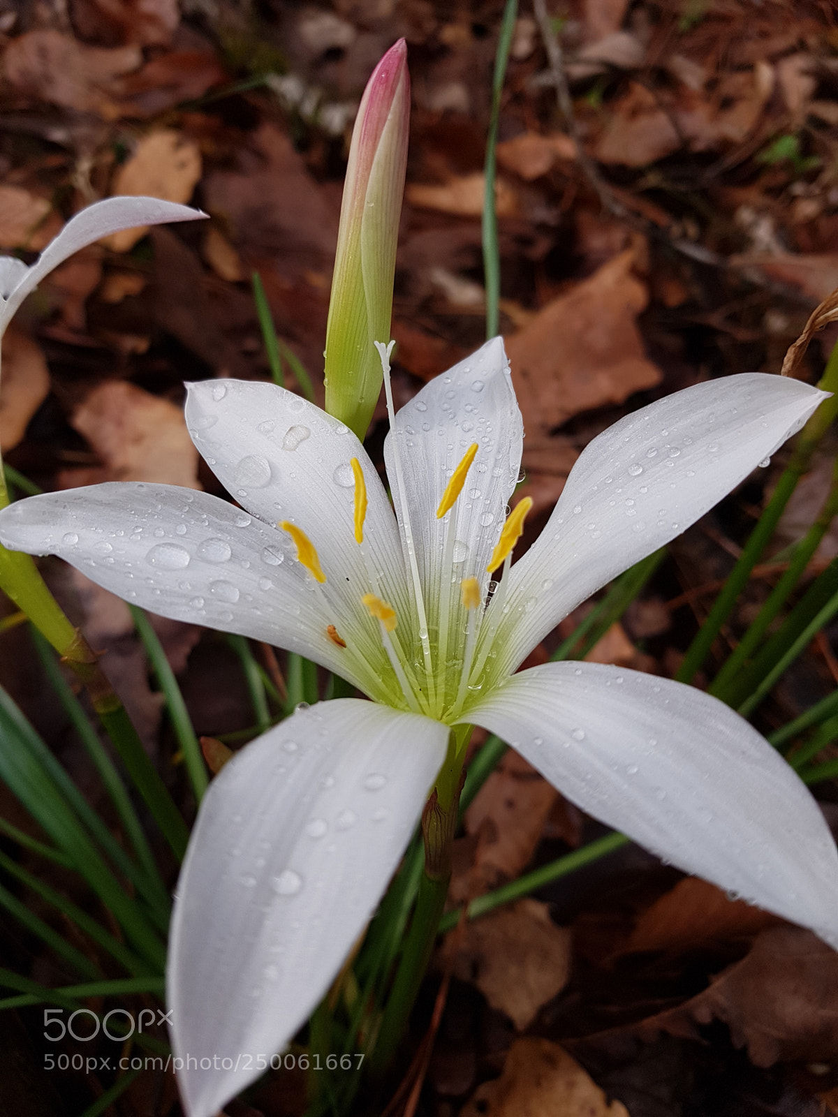 Samsung Galaxy S7 Edge sample photo. Flower photography