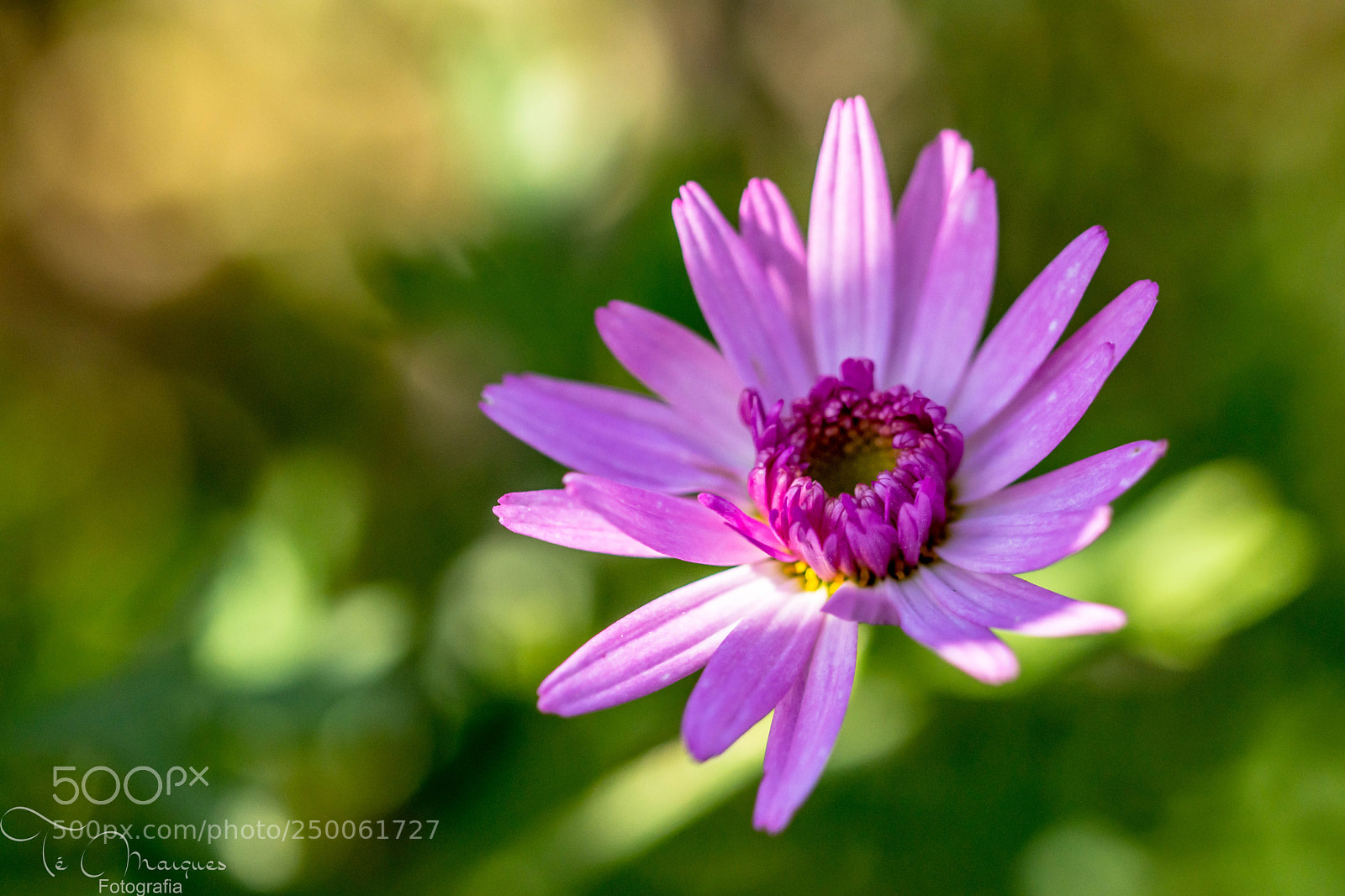 Nikon D7200 sample photo. Welcome spring photography