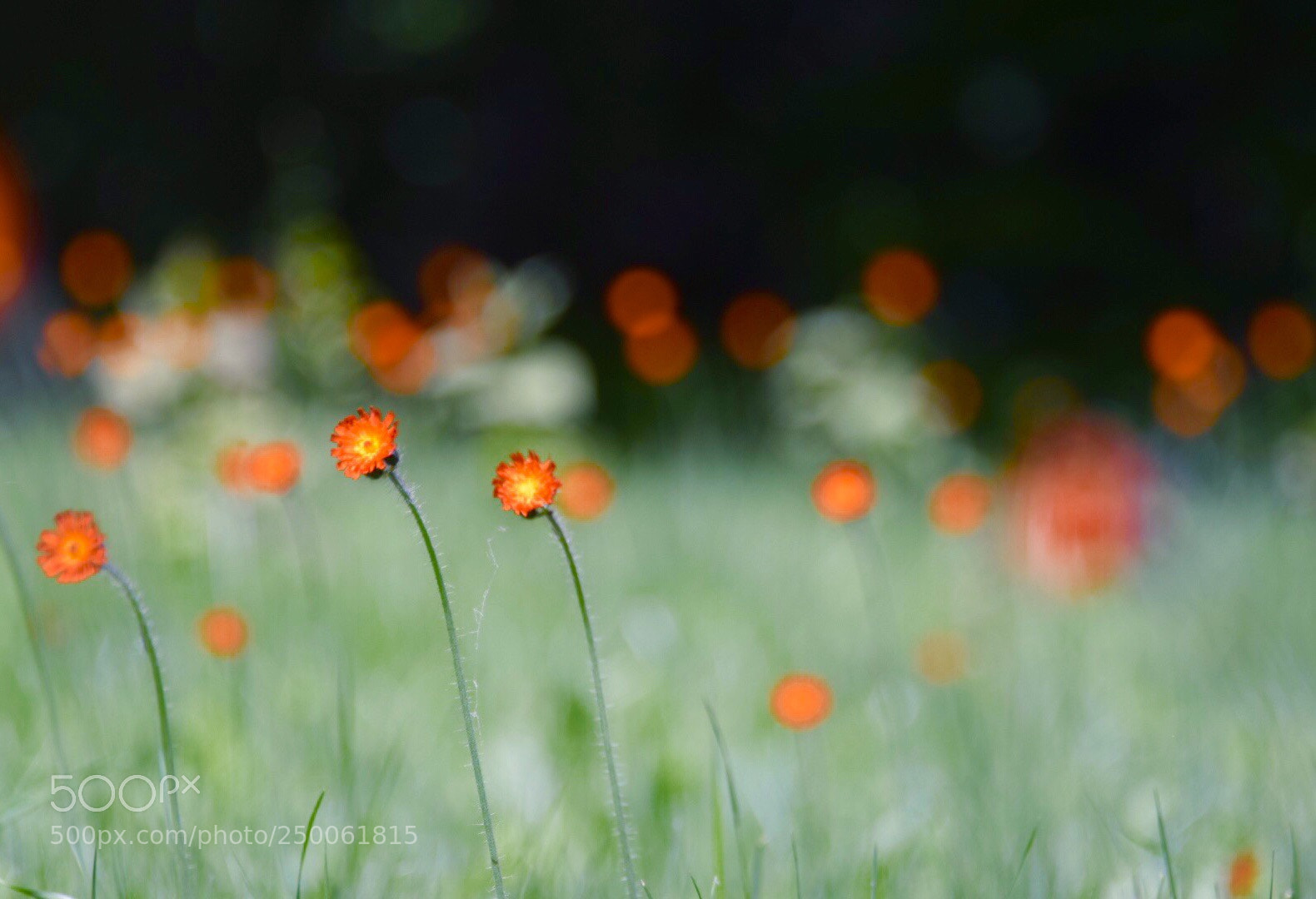 Nikon D5300 sample photo. Vermont wild flowers  photography