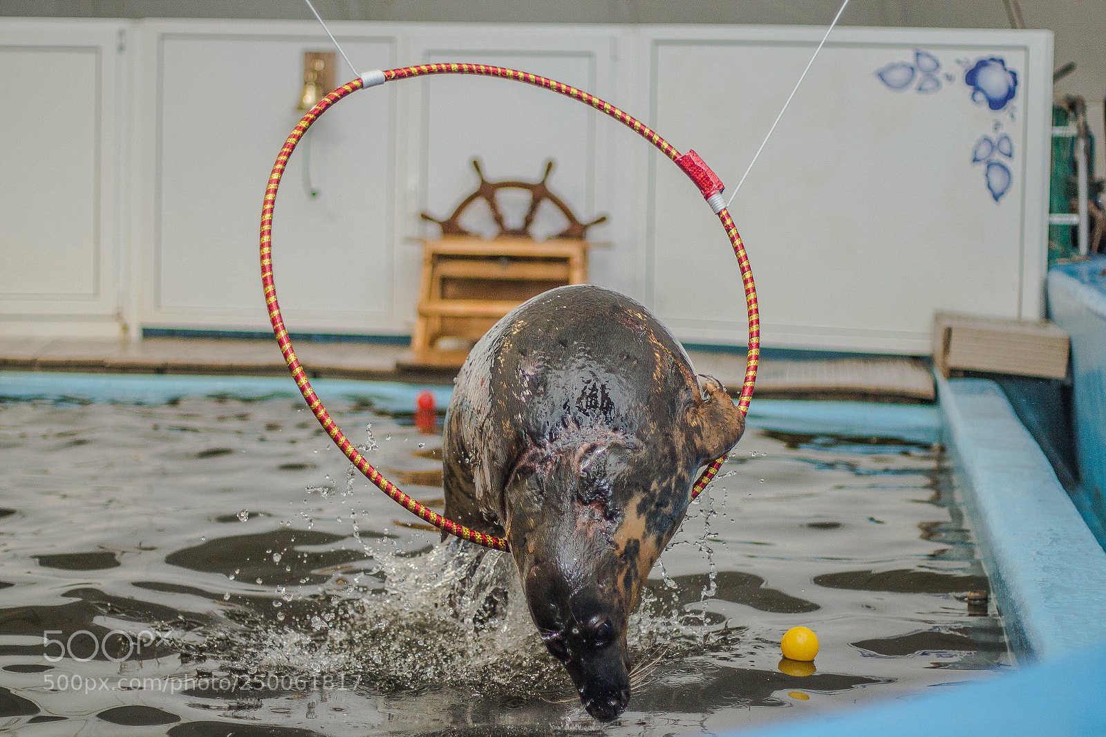 Canon EOS 650D (EOS Rebel T4i / EOS Kiss X6i) sample photo. Grey seal zhiva photography