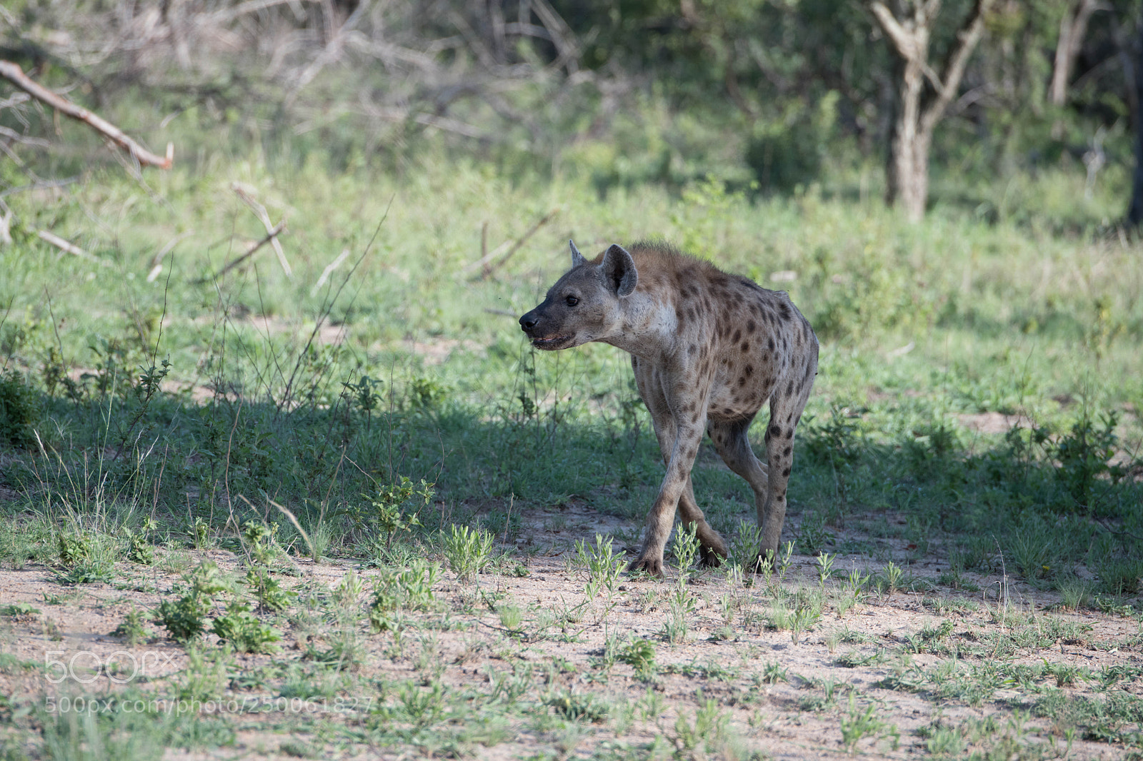 Nikon D850 sample photo. Hyena photography
