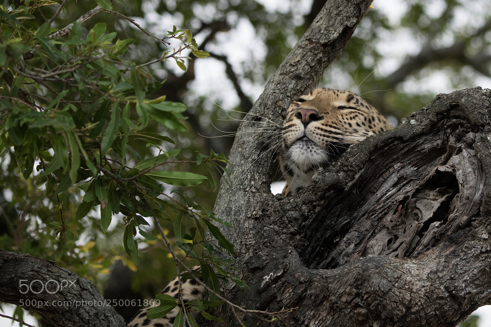 Nikon D850 sample photo. Leopard sleeping in a photography