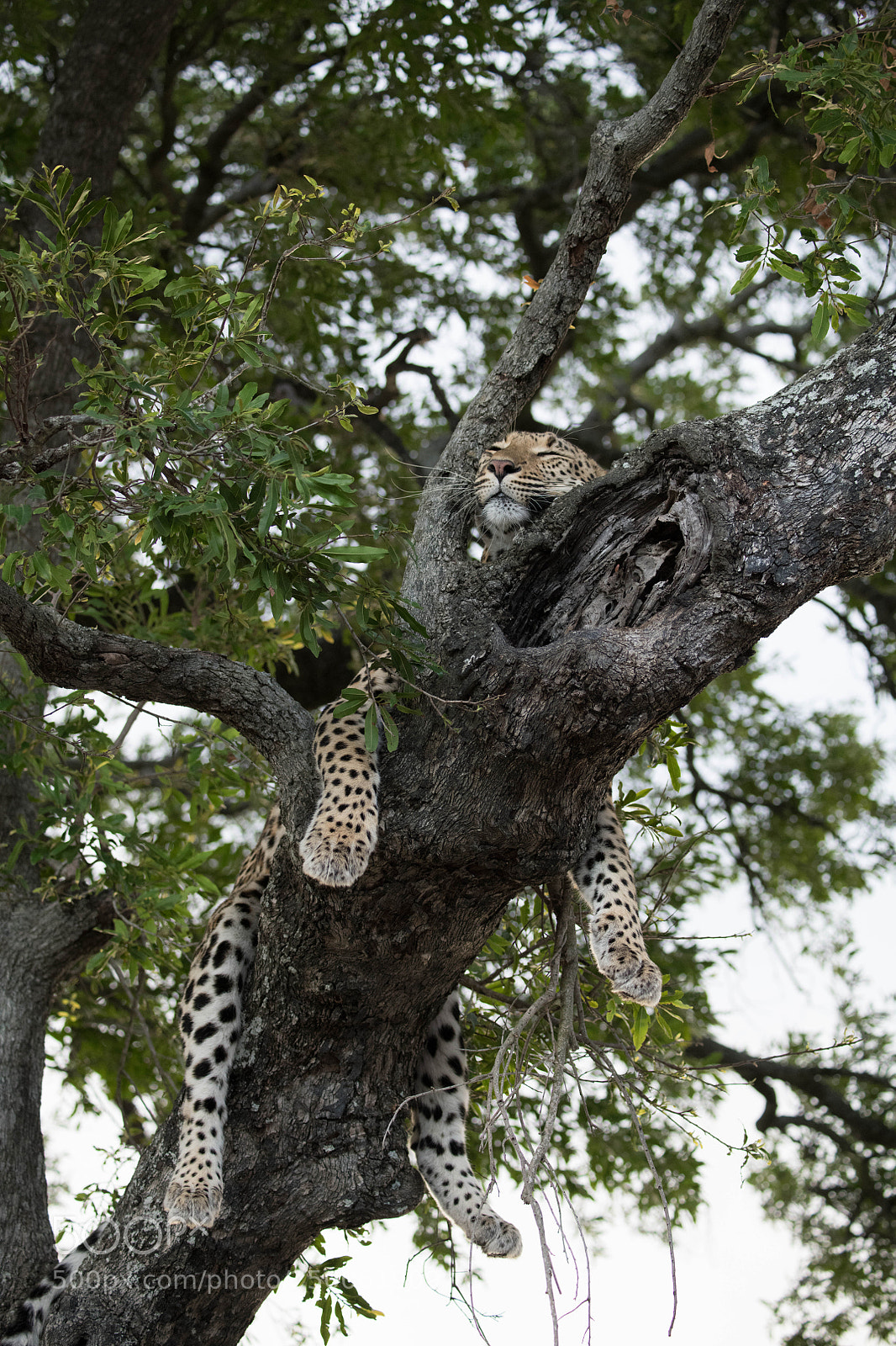 Nikon D850 sample photo. Leopard sleeping in a photography