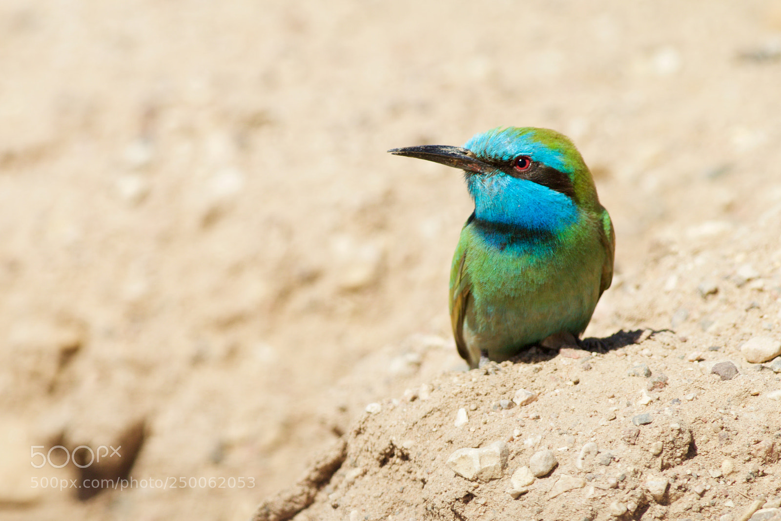 Canon EOS 70D sample photo. Little green bee-eater photography