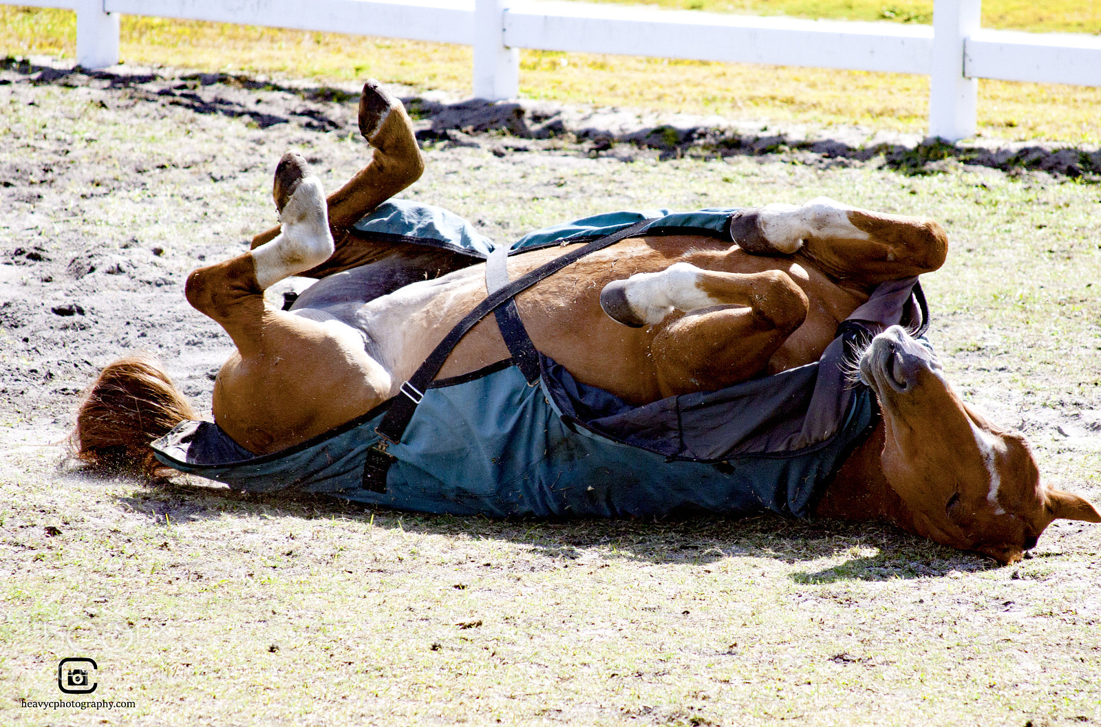 Canon EOS 50D sample photo. Having a nap. photography