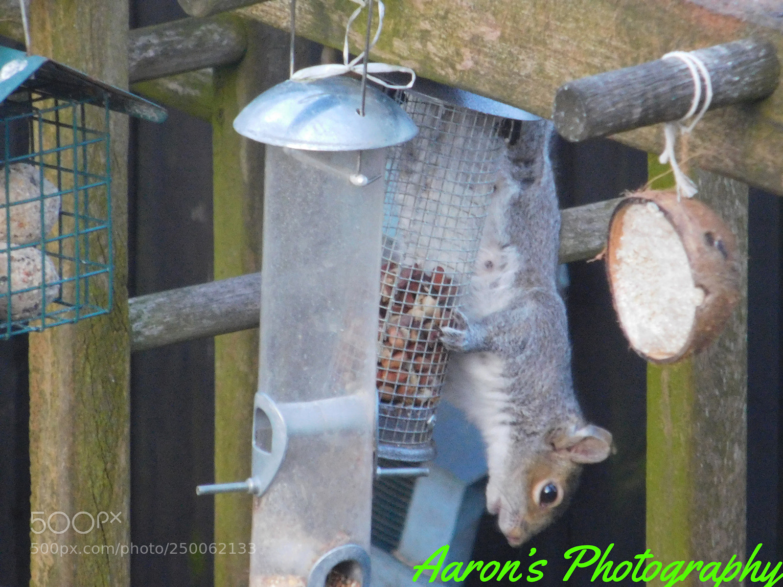 Nikon Coolpix L840 sample photo. Squirrel photography