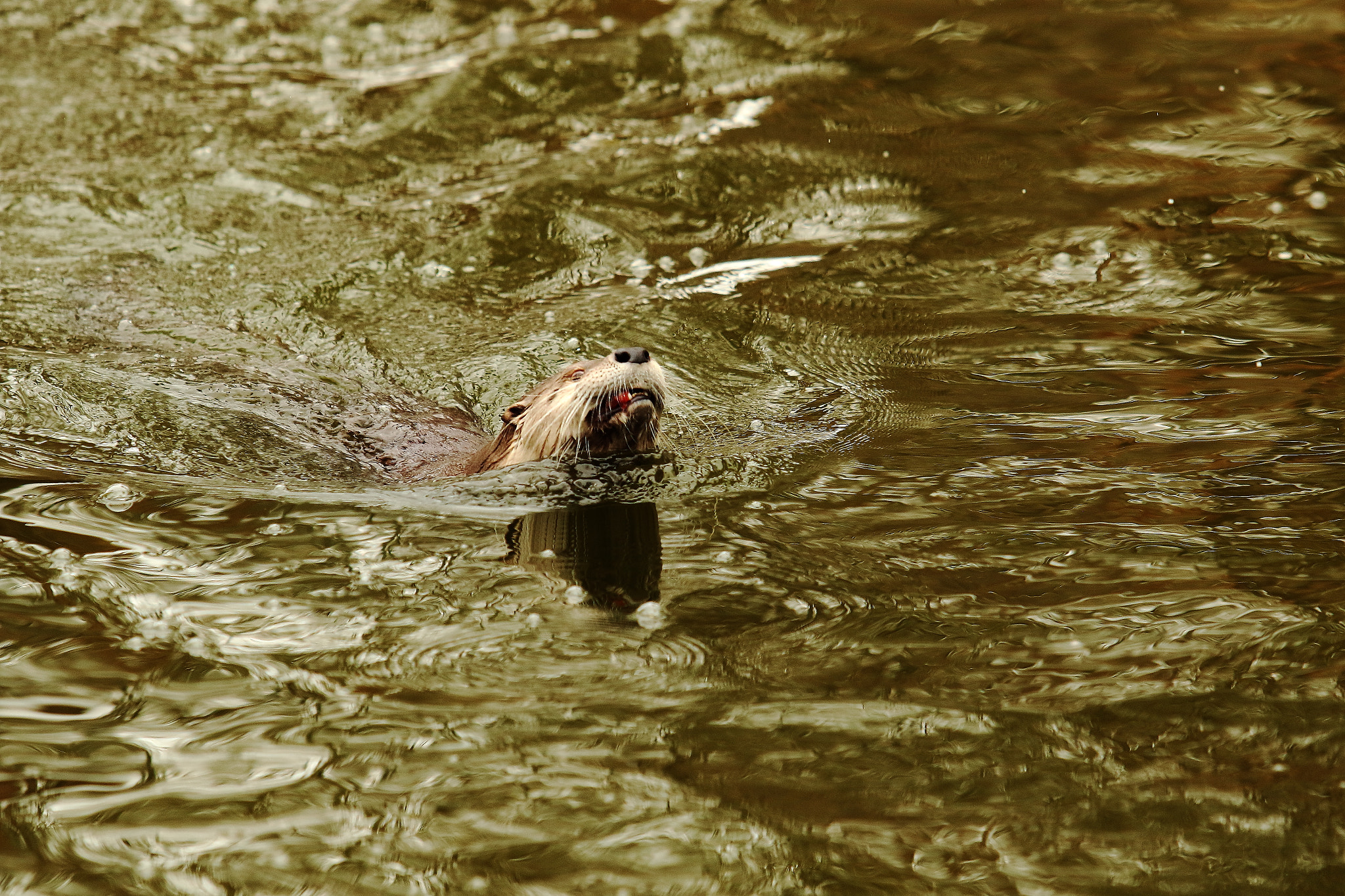 Canon EF 70-200mm F2.8L USM sample photo. Head out of the water photography