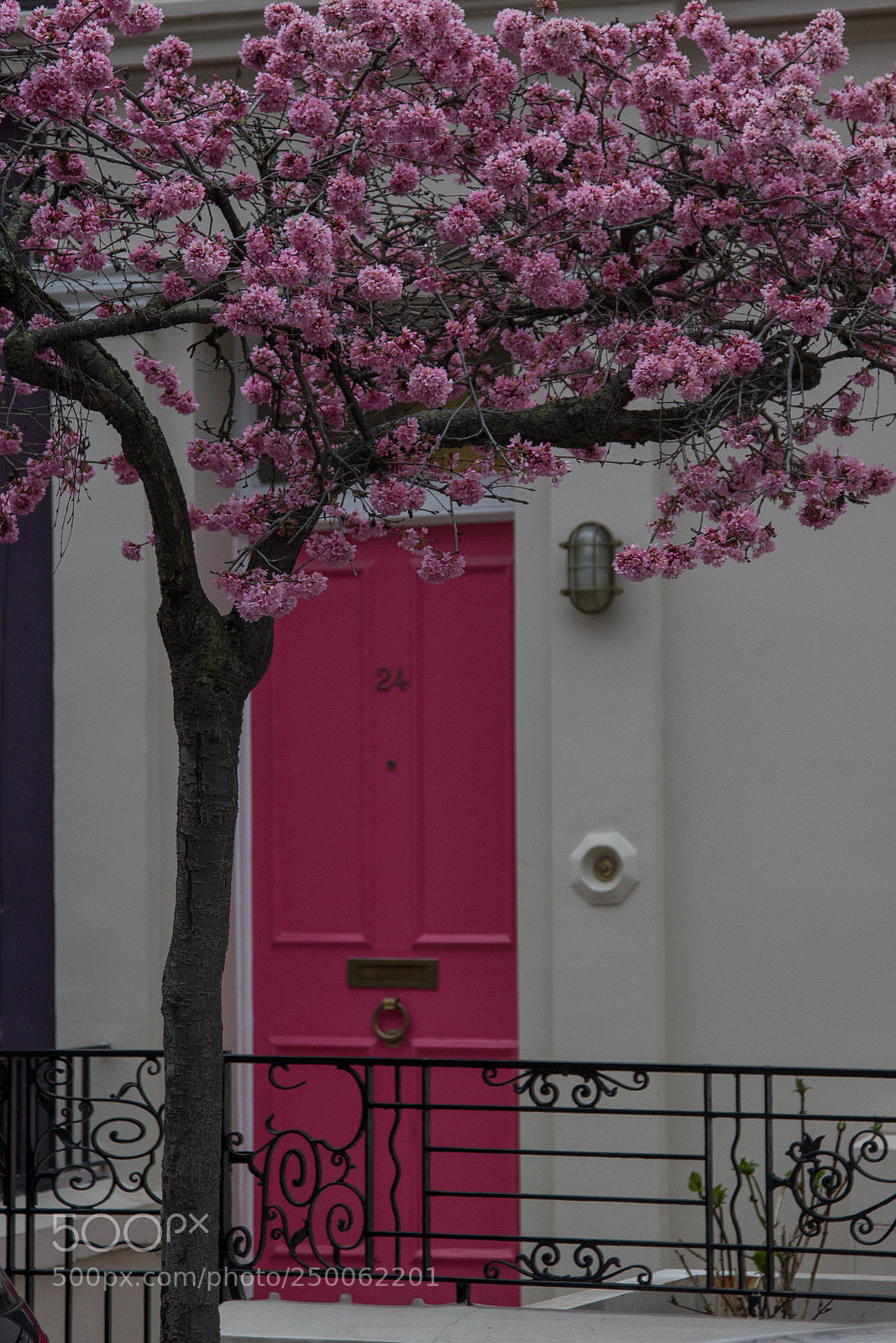 Canon EOS 600D (Rebel EOS T3i / EOS Kiss X5) sample photo. It's pink photography