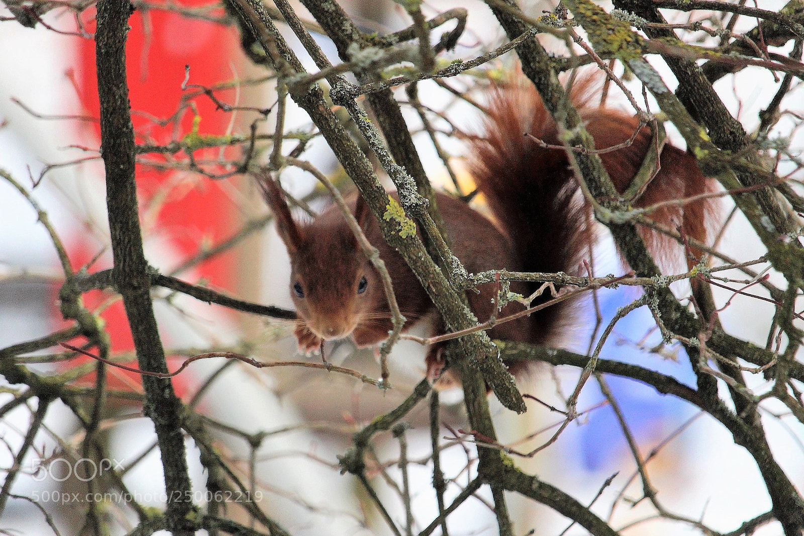 Canon EOS 700D (EOS Rebel T5i / EOS Kiss X7i) sample photo. Eichhörnchen photography
