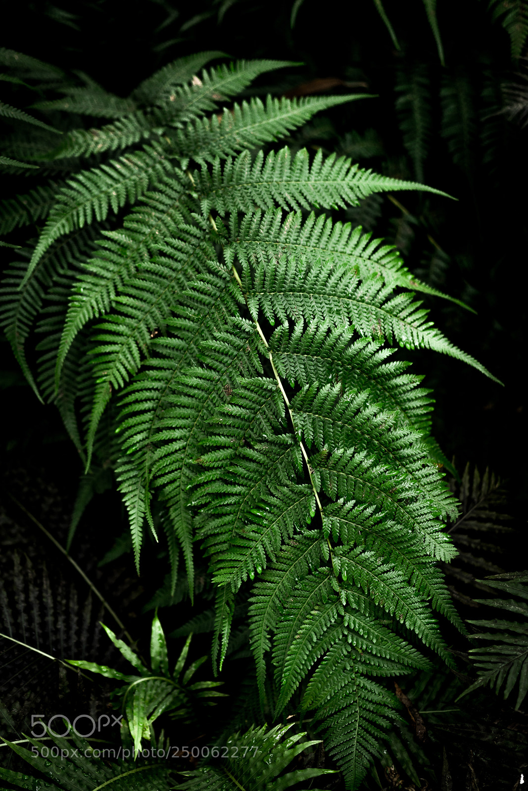 Sony a7R II sample photo. Natural texture photography