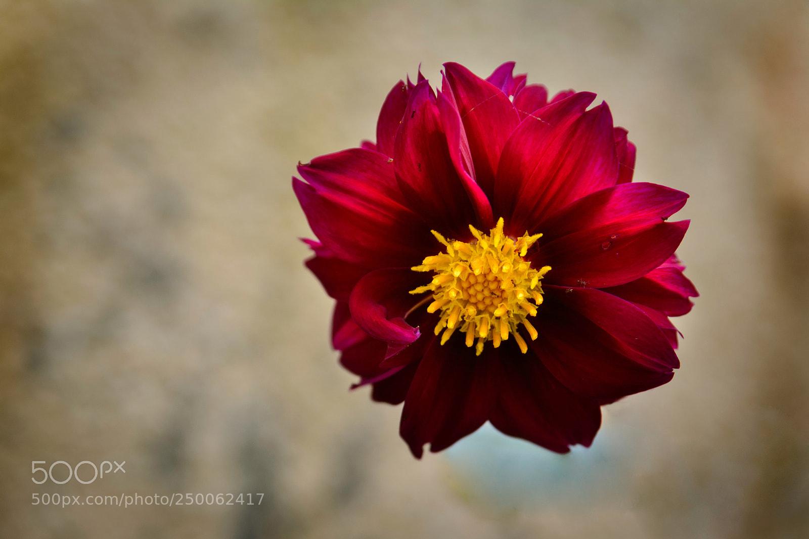Nikon D7100 sample photo. The flower and the photography