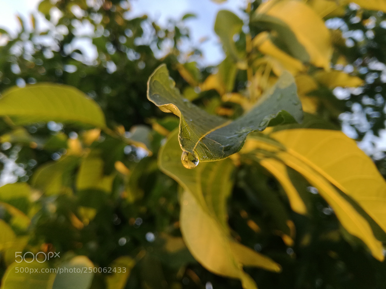 HUAWEI P9 LITE sample photo. Untitled photography