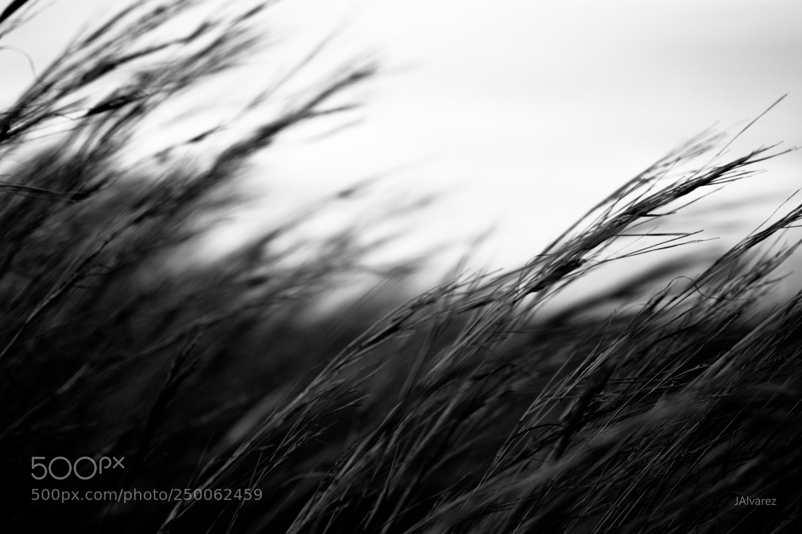 Nikon D3300 sample photo. Viento photography