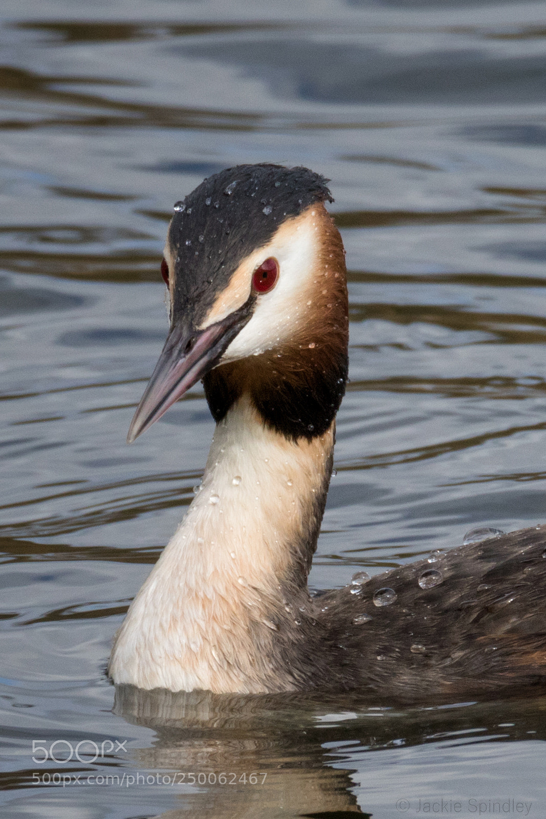 Canon EOS 7D Mark II sample photo. Grebe photography