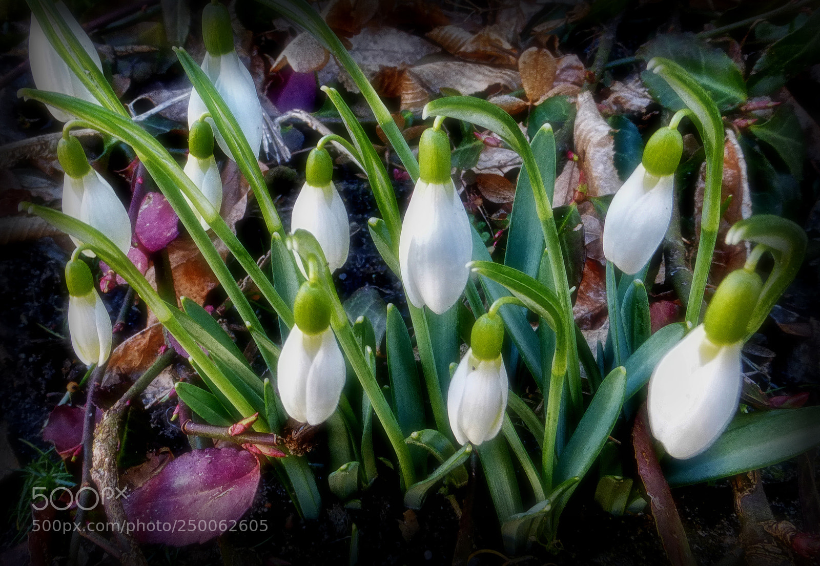 Panasonic Lumix DMC-ZS25 (Lumix DMC-TZ35) sample photo. Snowdrops. photography