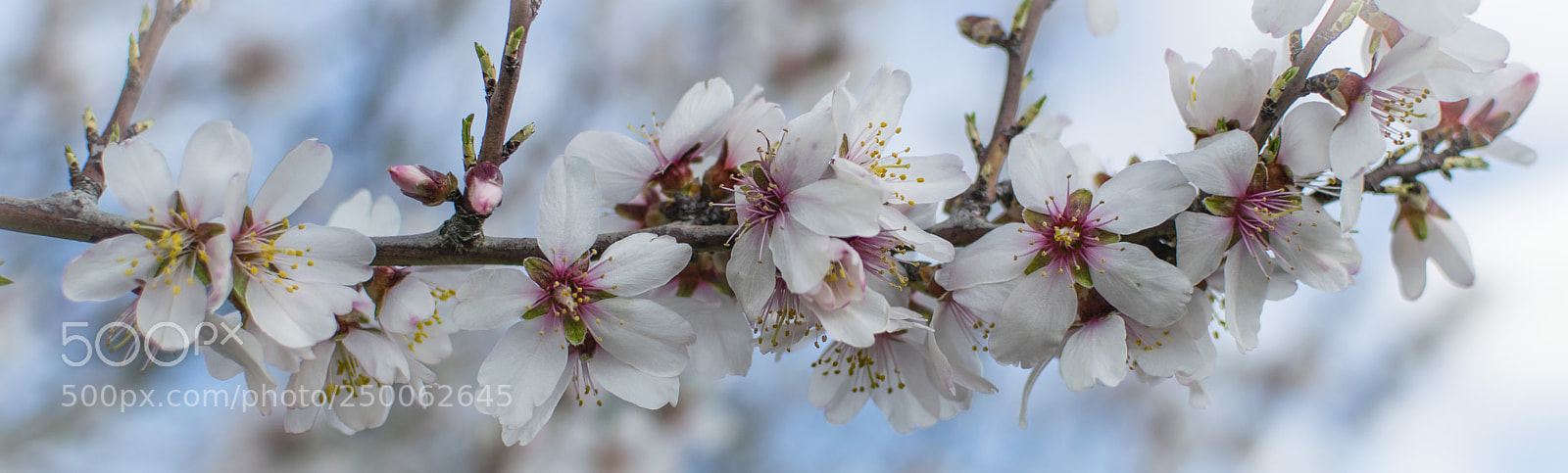 Nikon D5300 sample photo. La primavera ha venido photography