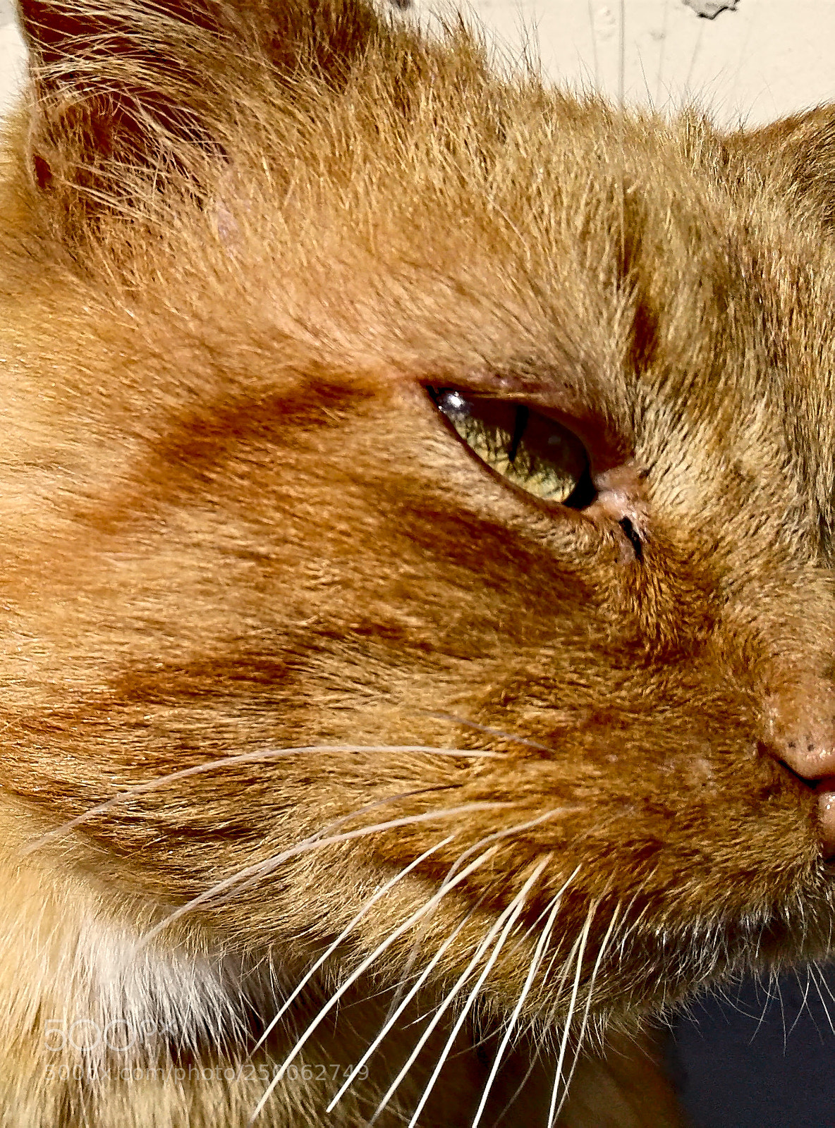 Samsung Galaxy J1 sample photo. The cat photography