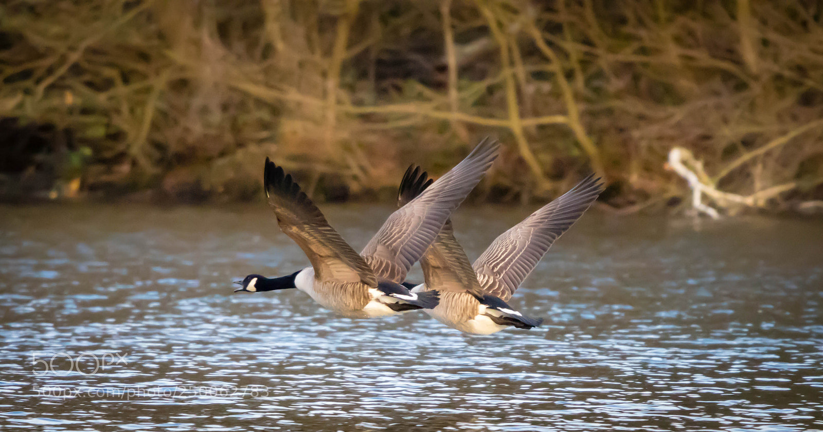 Canon EOS 77D (EOS 9000D / EOS 770D) sample photo. Canadian geese photography