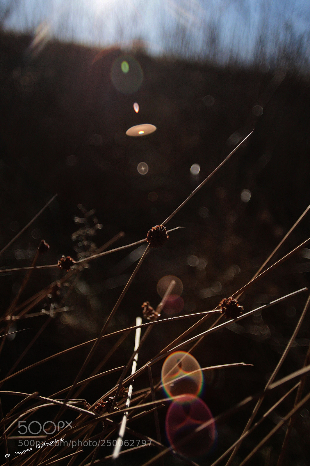 Canon EOS 40D sample photo. Untitled photography