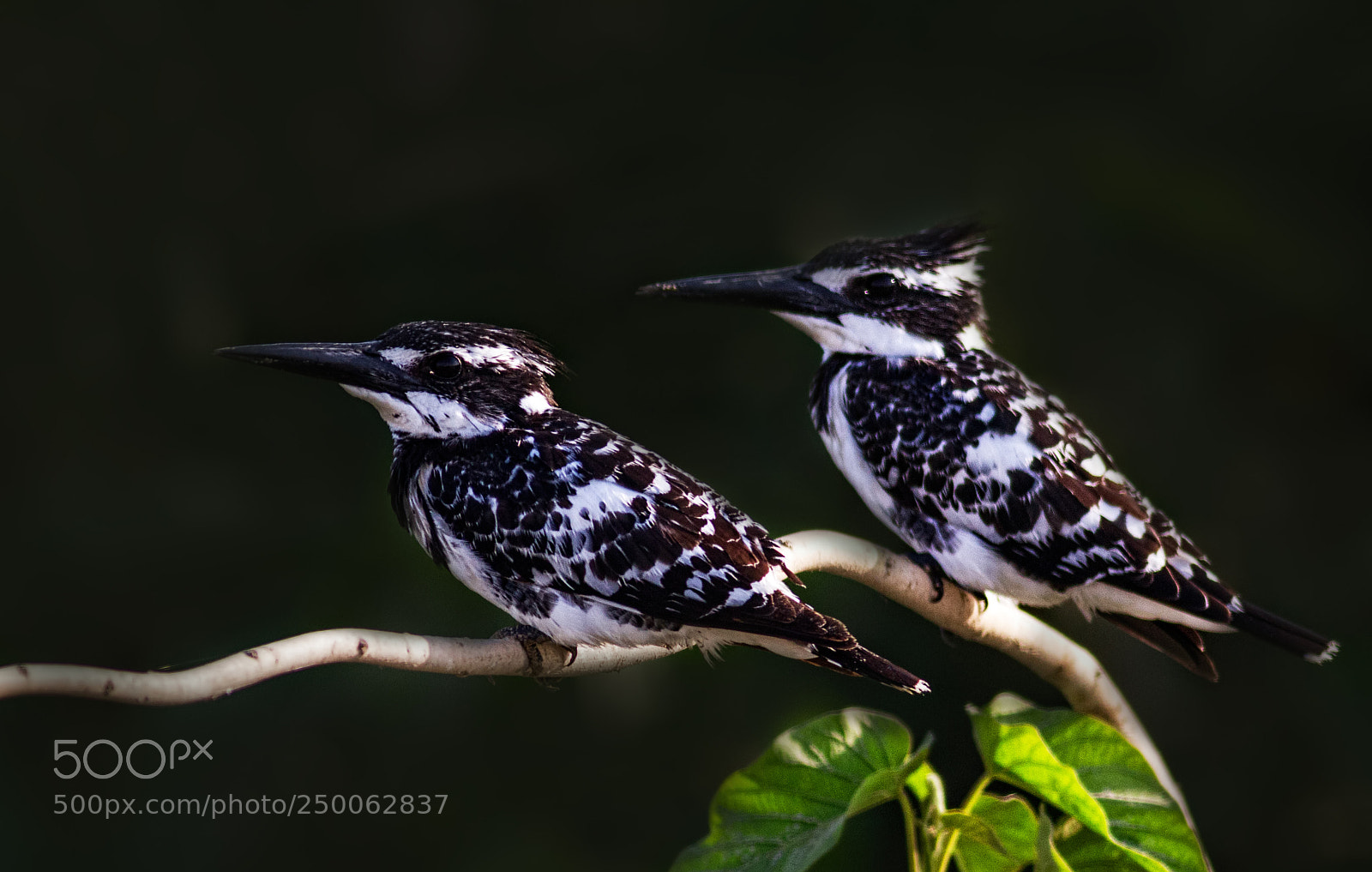 Canon EOS 7D sample photo. Pied kingfisher... photography