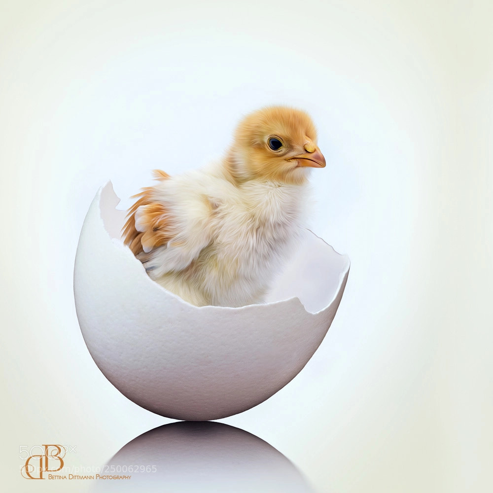Canon EOS 7D Mark II sample photo. Happy easter photography