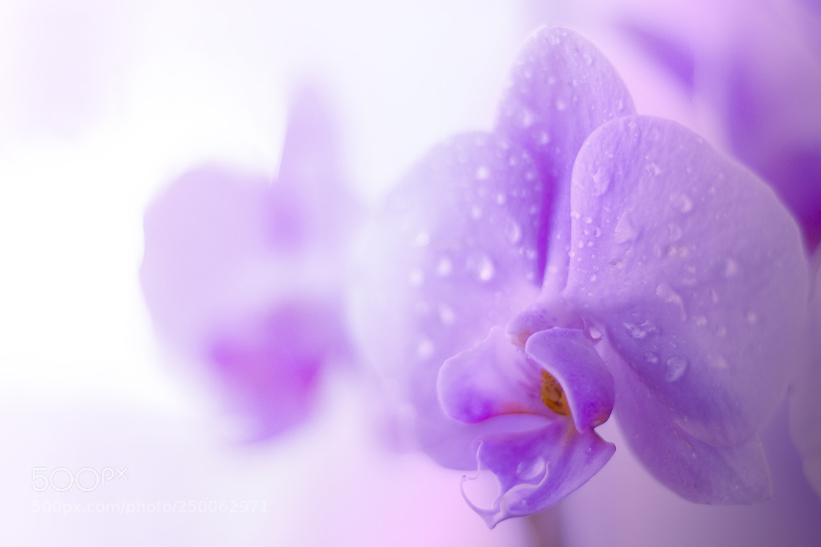 Canon EOS 1100D (EOS Rebel T3 / EOS Kiss X50) sample photo. Phalaenopsis photography