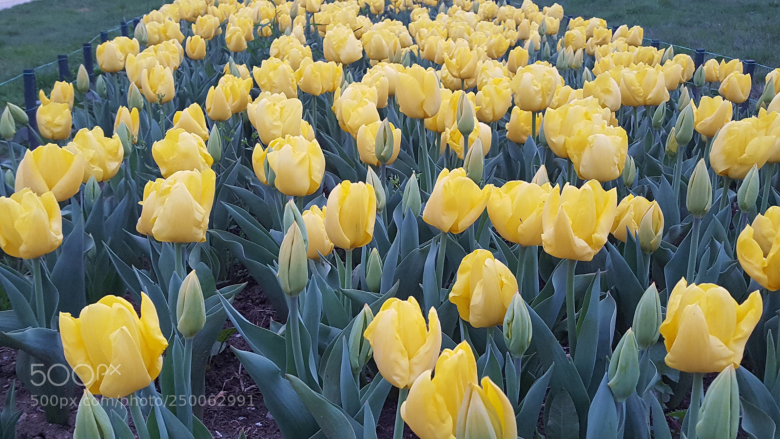 Samsung GALAXY S6 edge sample photo. Untitled photography