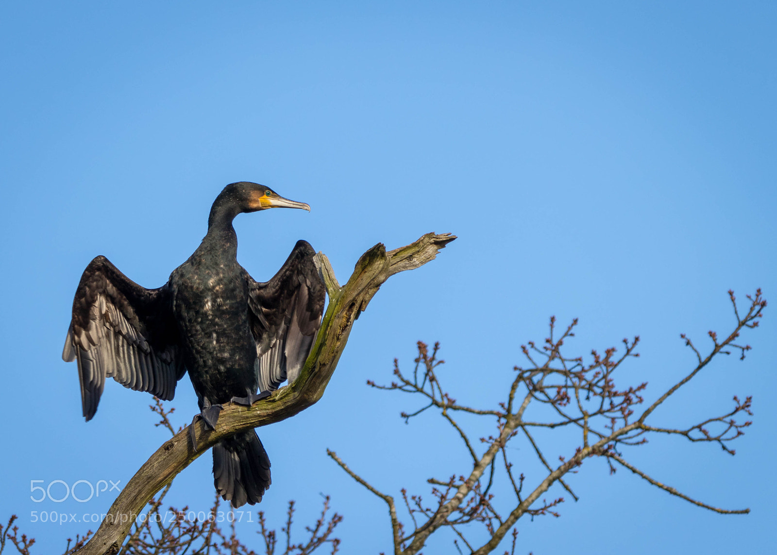 Canon EOS 77D (EOS 9000D / EOS 770D) sample photo. Cormorant spreading wings photography