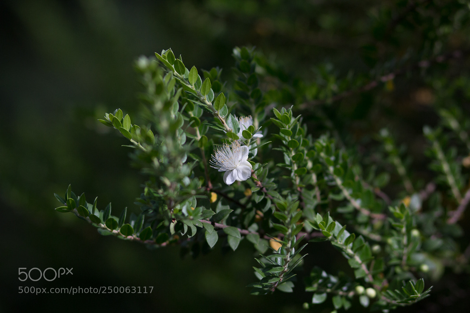 Canon EOS 60D sample photo. Img photography
