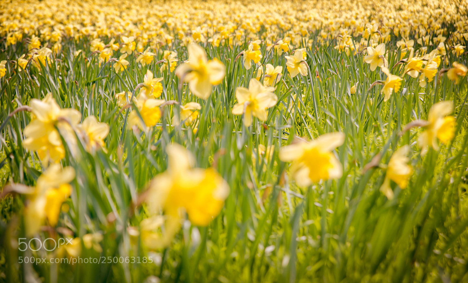 Nikon D800 sample photo. Daffodil photography
