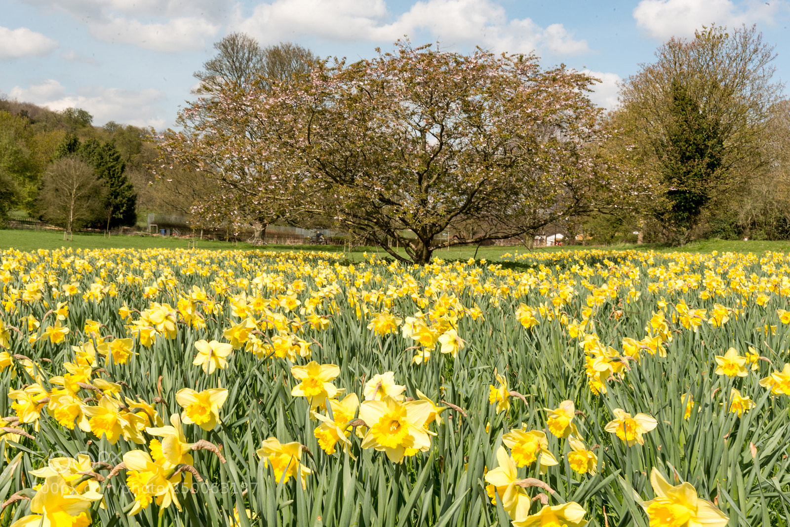 Nikon D800 sample photo. Daffodil photography