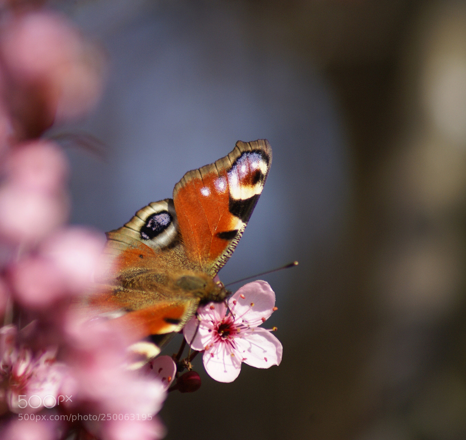 Sony Alpha DSLR-A100 sample photo. Untitled photography