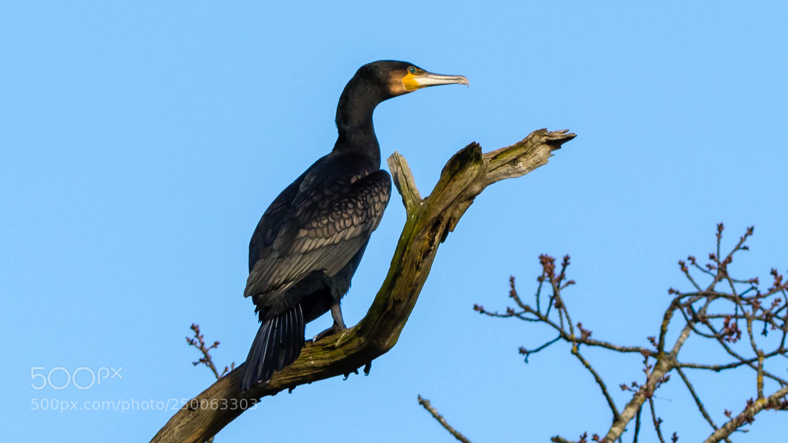 Canon EOS 77D (EOS 9000D / EOS 770D) sample photo. Cormorant perched photography