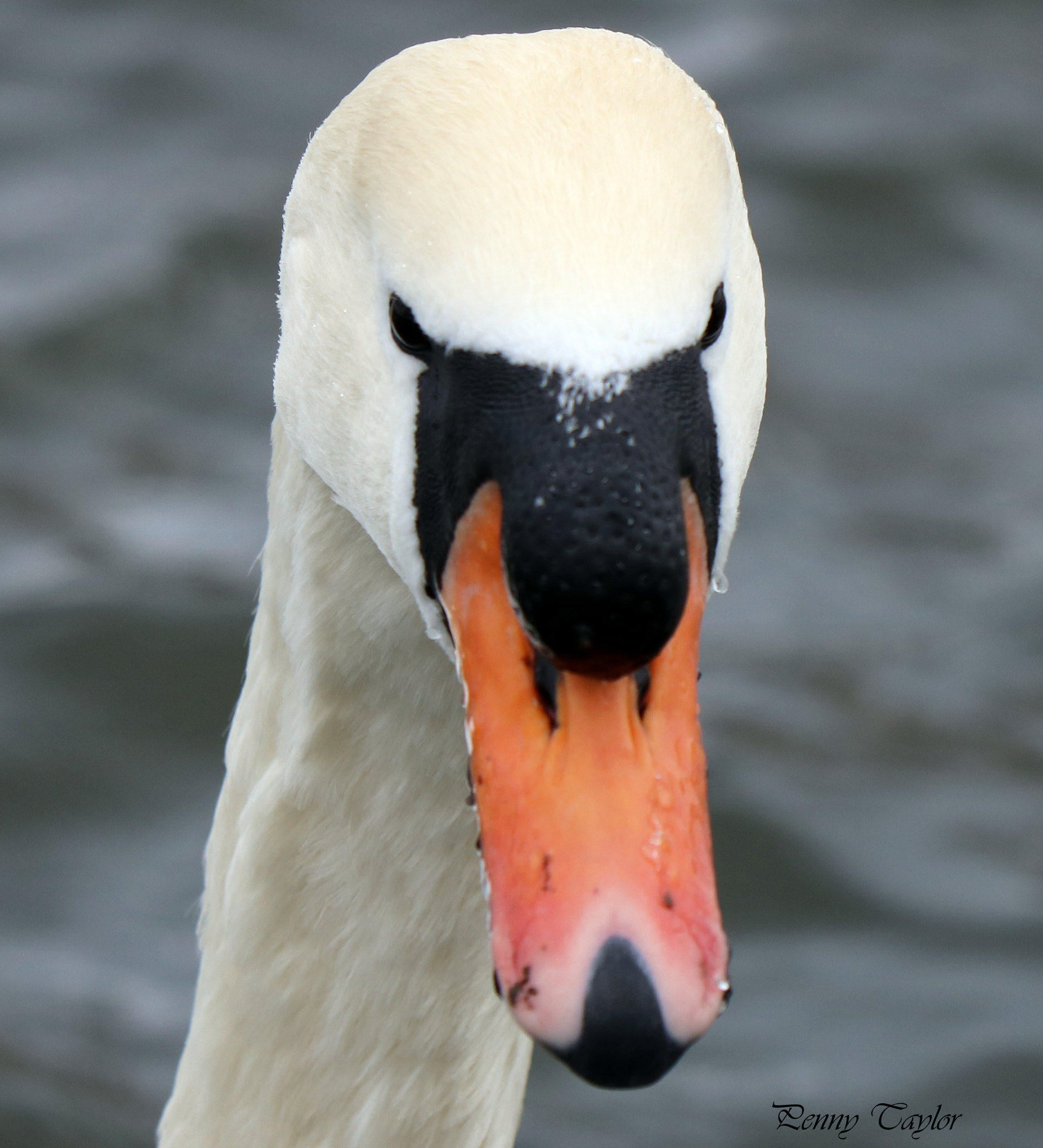 Canon EF 70-300 F4-5.6 IS II USM sample photo. Swan photography