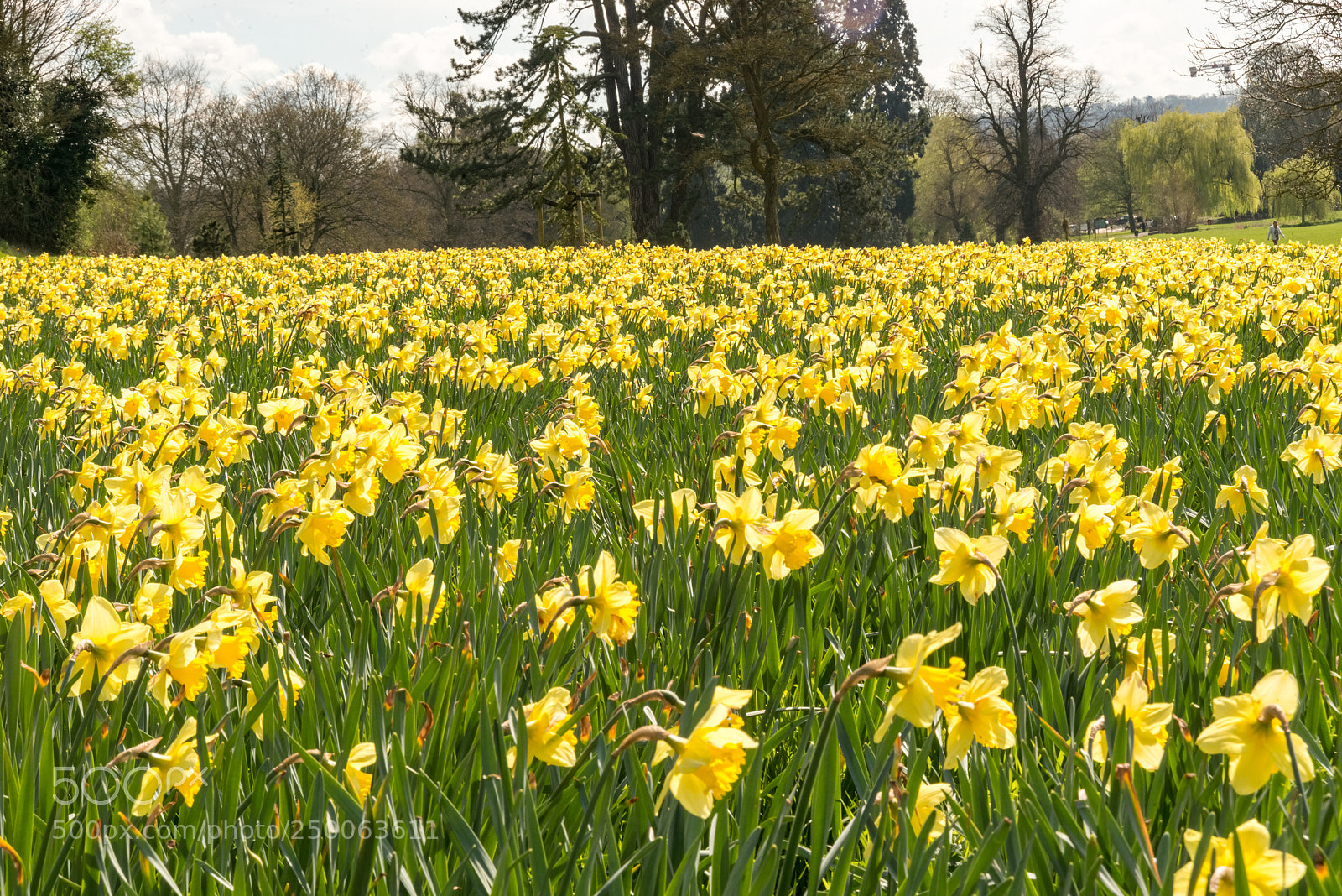 Nikon D800 sample photo. Daffodil photography