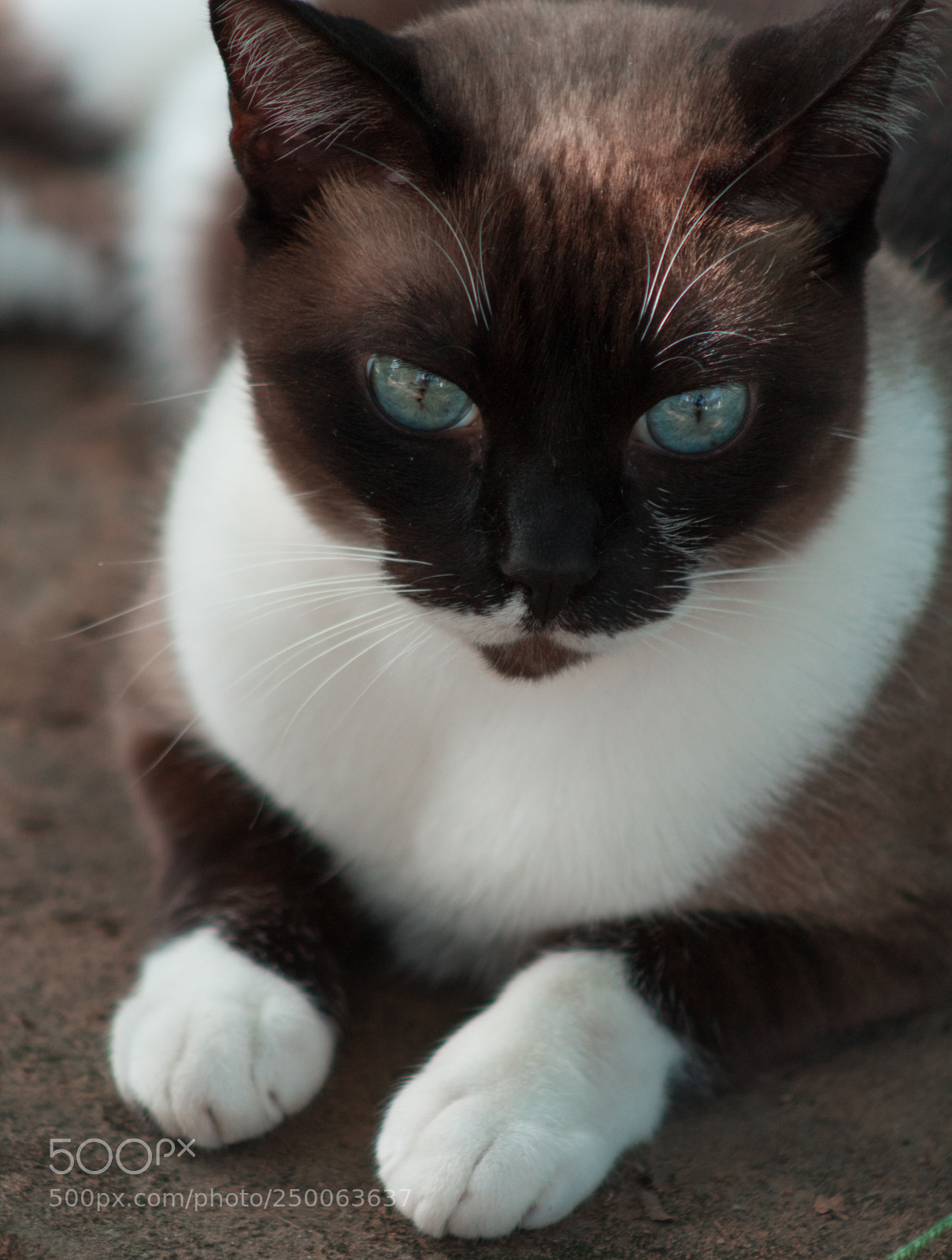 Canon EOS 1300D (EOS Rebel T6 / EOS Kiss X80) sample photo. Img photography