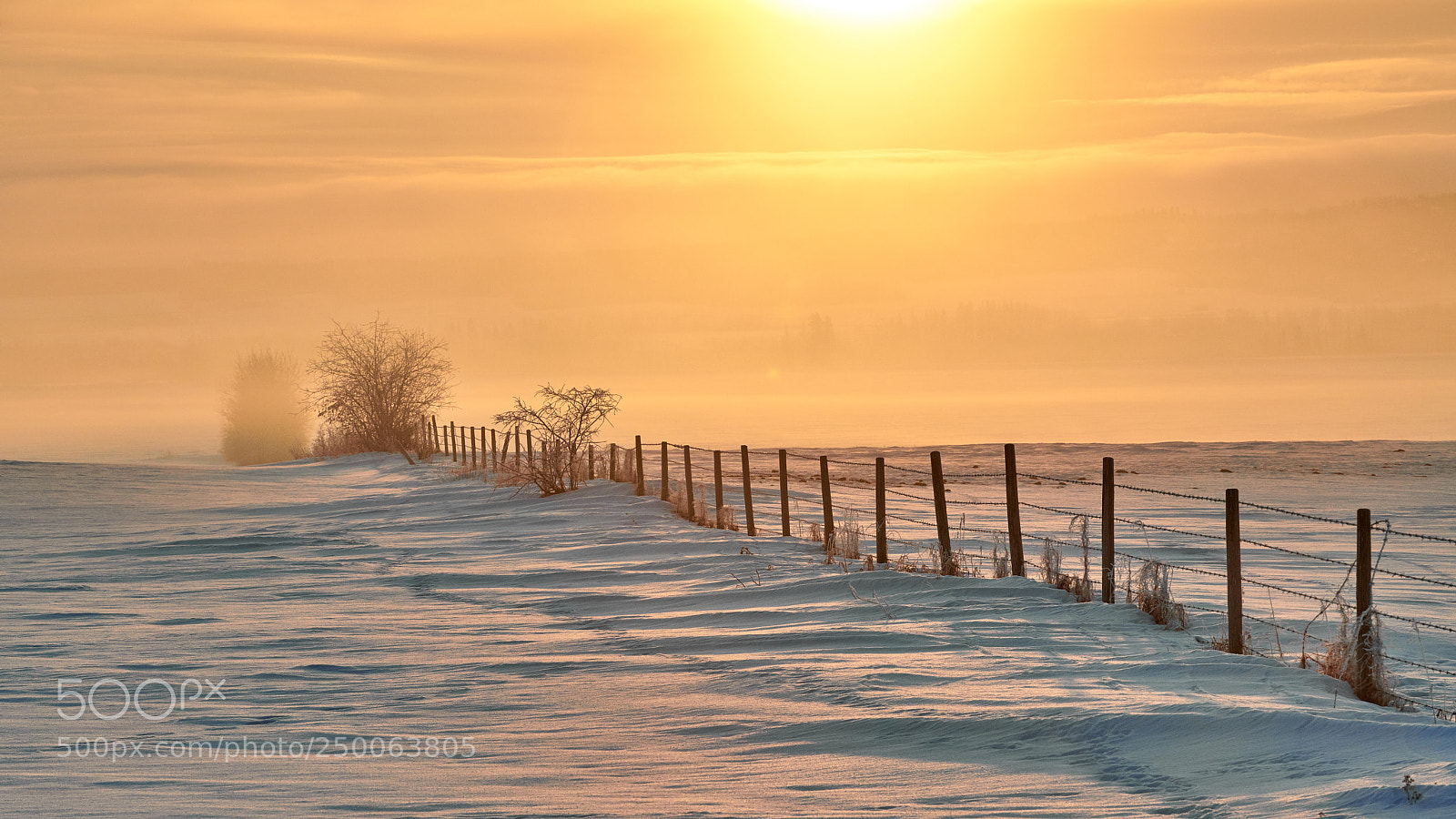 Nikon D850 sample photo. Backlit mist and fence photography