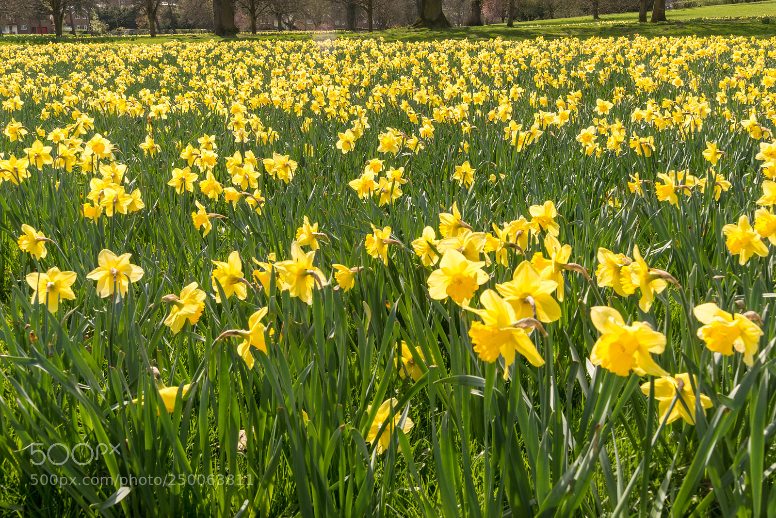 Nikon D800 sample photo. Daffodil photography