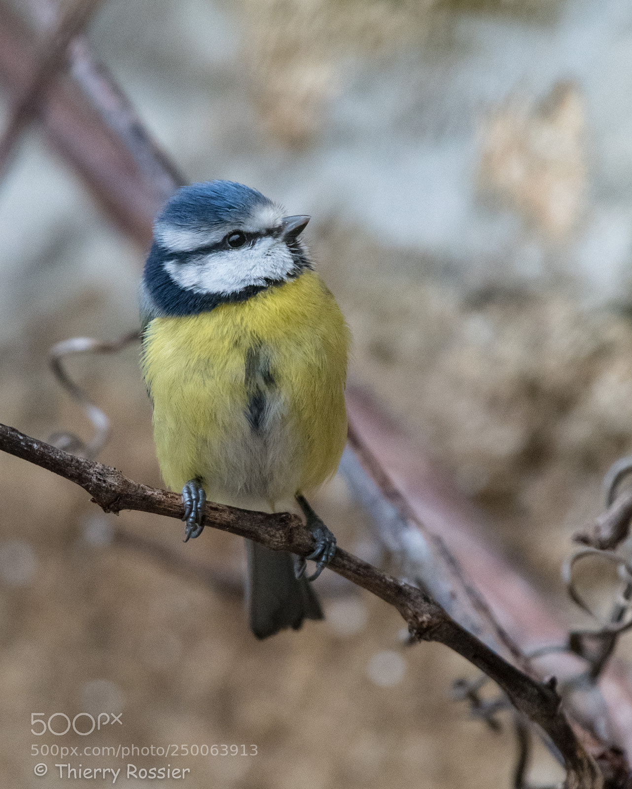 Nikon D500 sample photo. Blue tit photography