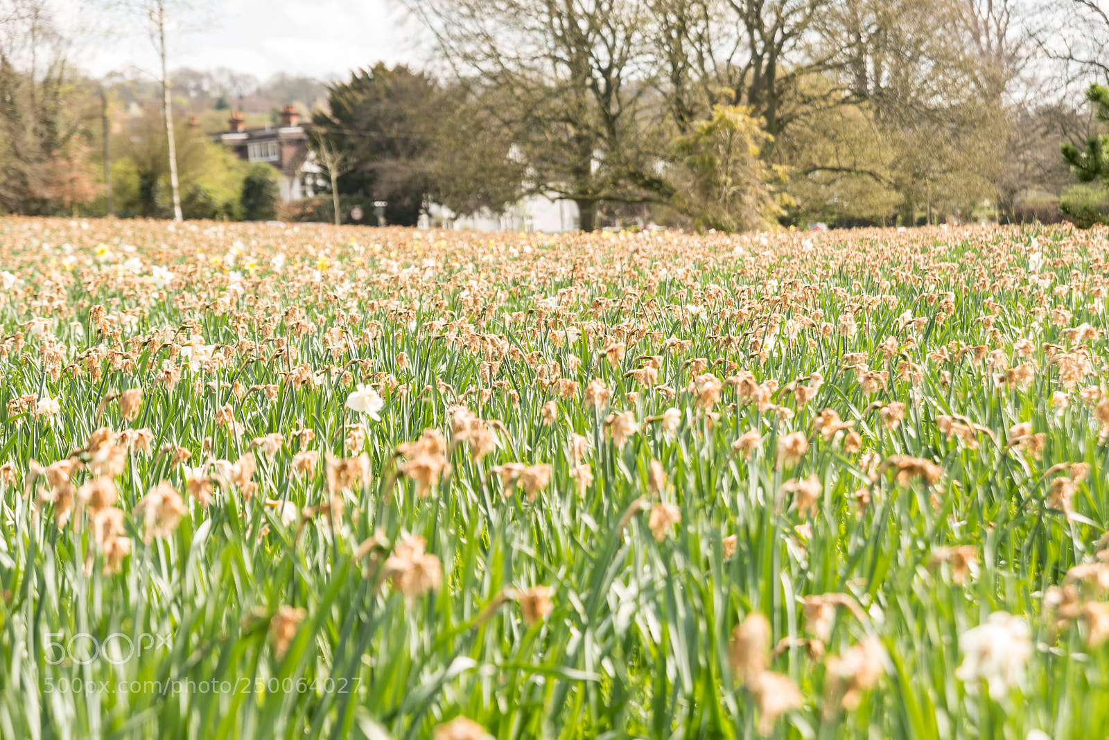 Nikon D800 sample photo. Daffodil photography