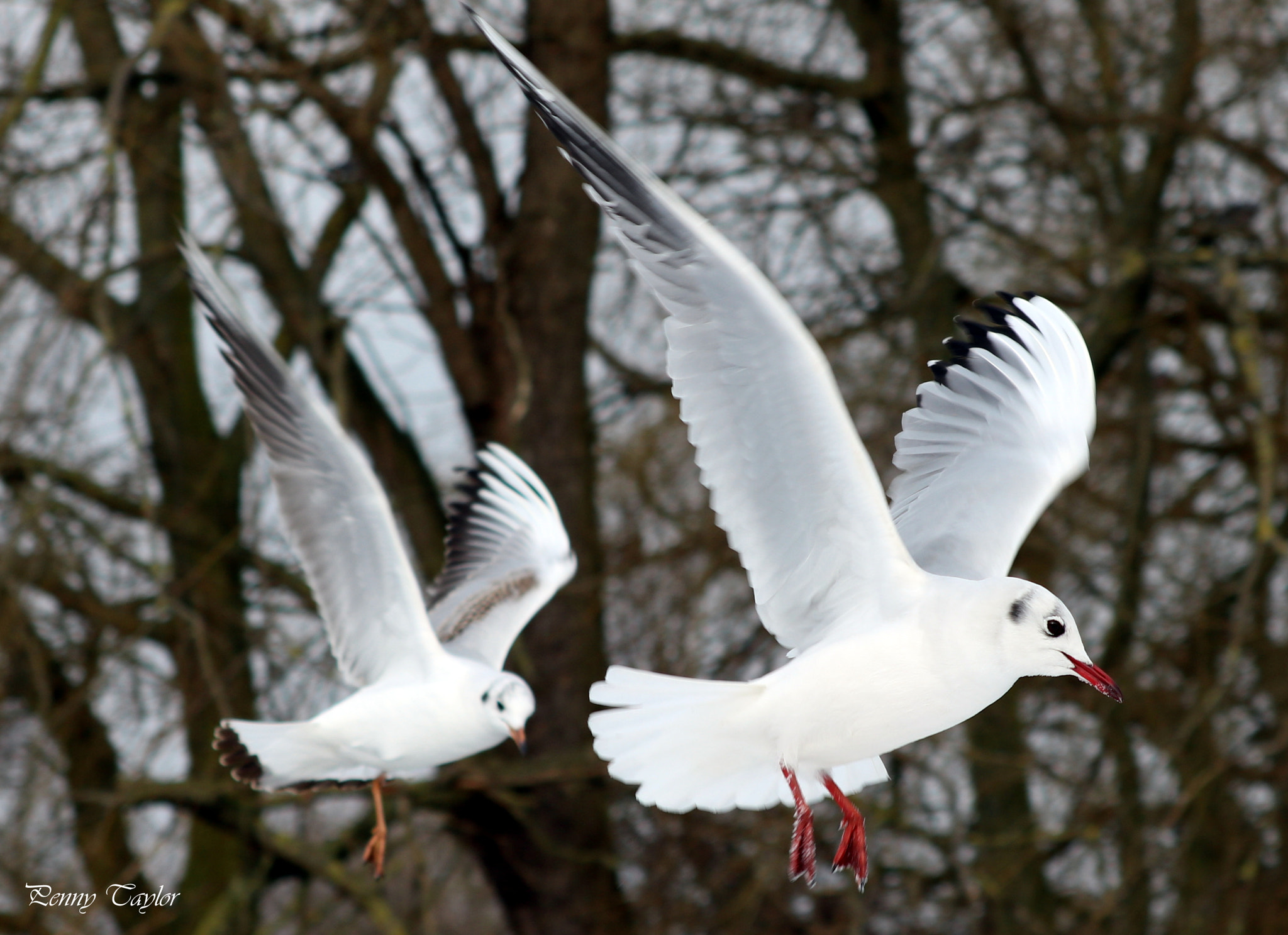 Canon EF 70-300 F4-5.6 IS II USM sample photo. On our way photography