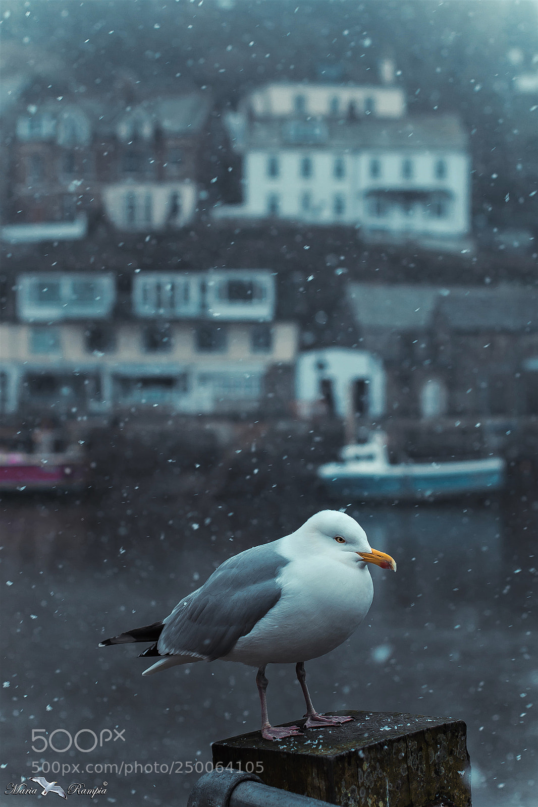 Canon EOS 70D sample photo. Seagull in the snow... photography