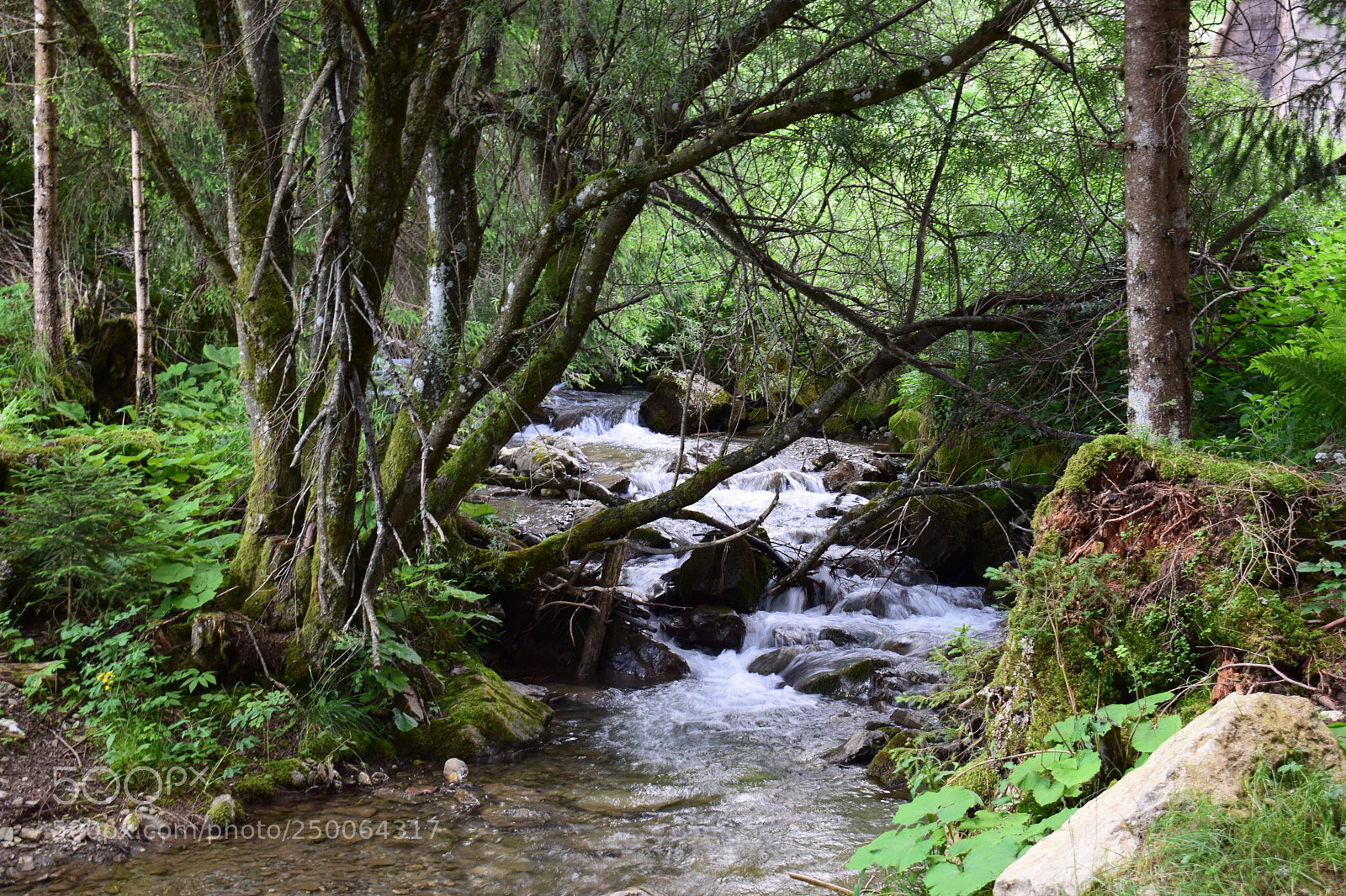 Nikon D3300 sample photo. Riviere en foret photography