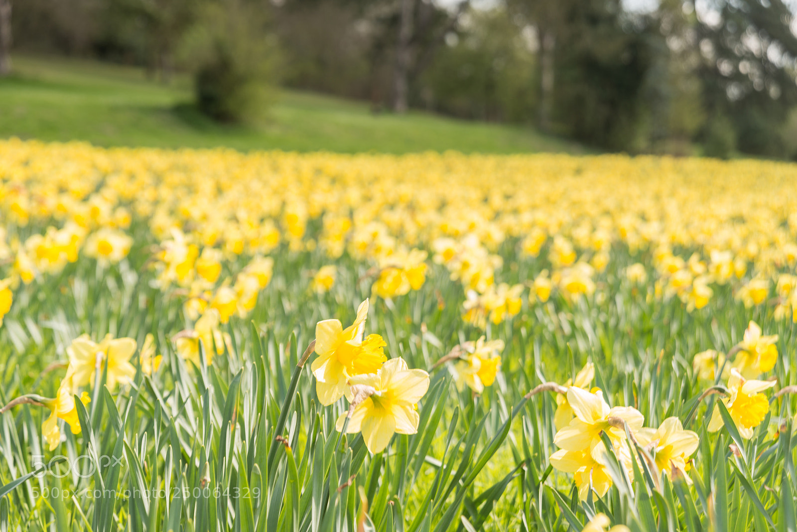 Nikon D800 sample photo. Daffodil photography