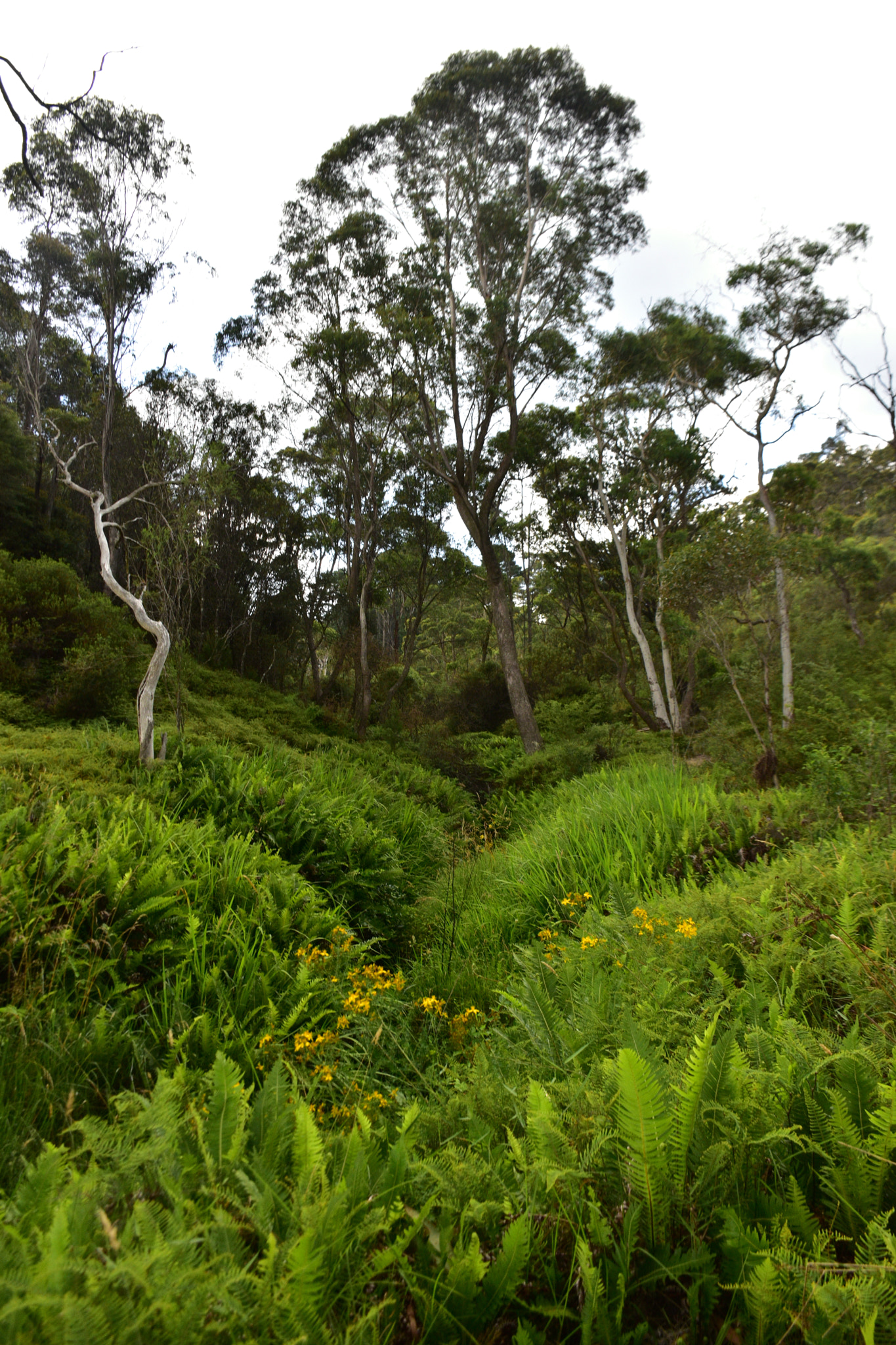 Nikon D5600 sample photo. Lost into the wild photography