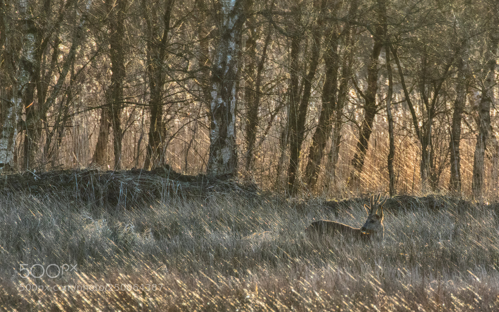 Canon EOS 7D Mark II sample photo. A dutch deer. photography