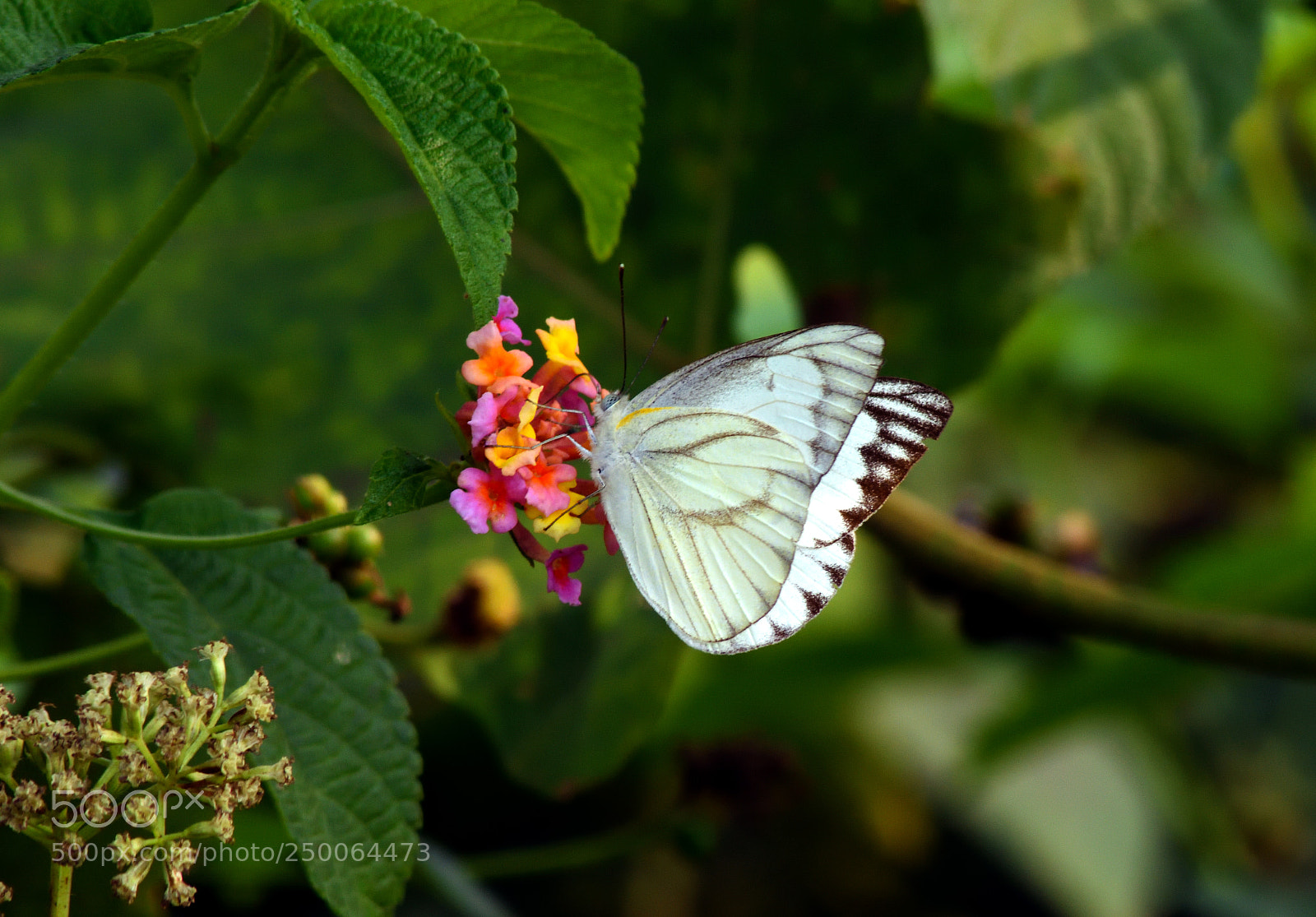 Nikon D7200 sample photo. Appias olferna photography