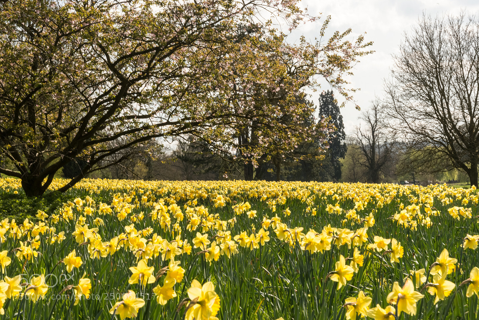 Nikon D800 sample photo. Daffodil photography