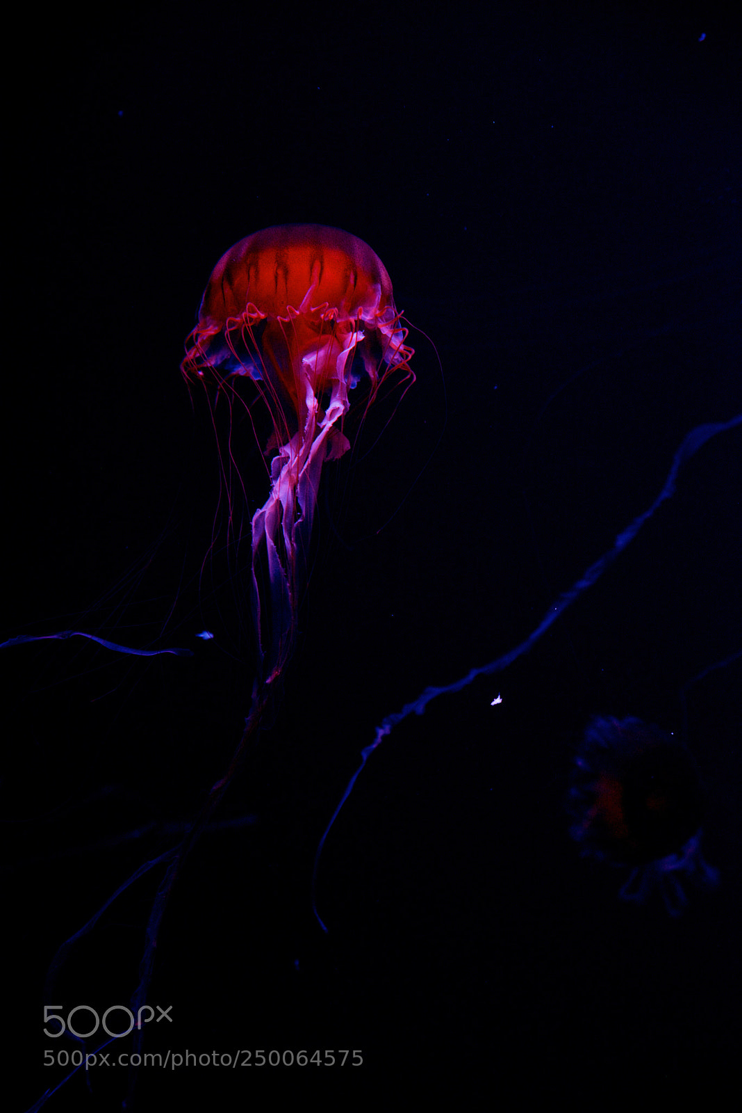 Nikon D800E sample photo. Dance of jellyfish photography